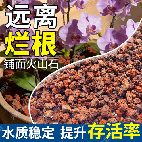 兰花专用火山石养花盆栽铺面鱼缸造景底部砂颗粒石头蝴蝶兰多肉 - 图2
