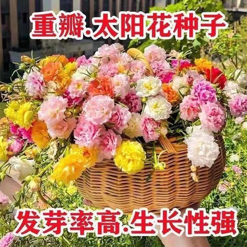 重瓣太阳花种子四季开花波斯菊易种的室内外庭院观赏种植阳台