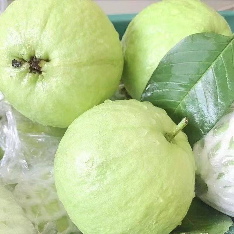 新鲜现摘白心奶油芭乐水果软心番石榴水果软糯香甜当季整箱包邮,淘宝优惠券,粉丝福利购,淘宝优惠卷