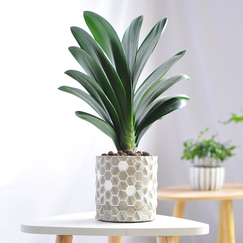 四季君子兰盆栽大苗花卉植物室内绿植耐寒好养活水培客厅开花 - 图2