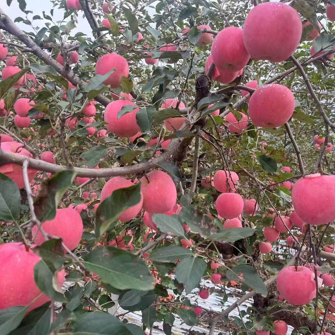 【芭芭农场】山东红富士苹果4.5斤80mm+