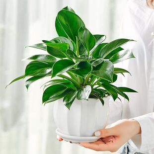 精品金钻盆栽2盆6颗苗