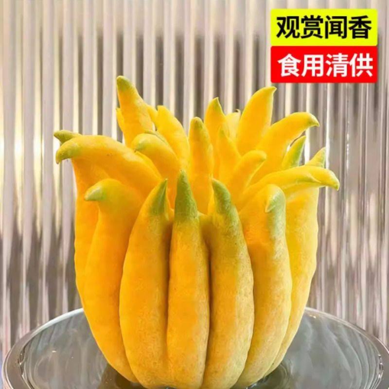 云南佛手柑现采现发佛手果观赏花束插花香鲜切花材食用把玩,淘宝优惠券,粉丝福利购,淘宝优惠卷