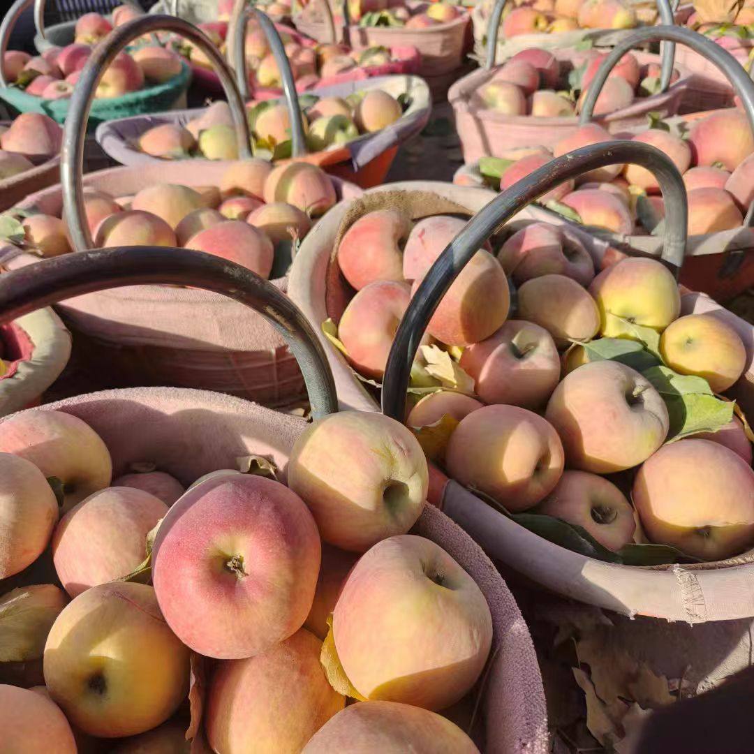 到手19.9！阿克苏苹果4.5斤