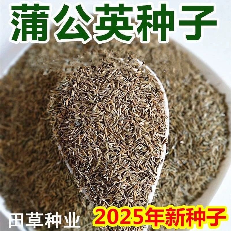 新产蒲公英种子籽野菜婆婆丁种植药食用种四季播种多年生种籽蔬菜,淘宝优惠券,粉丝福利购,淘宝优惠卷