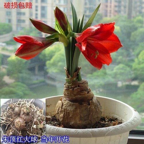 四季开花进口荷兰重瓣朱顶红种球阳台庭院花卉绿植盆栽植物室外 - 图0
