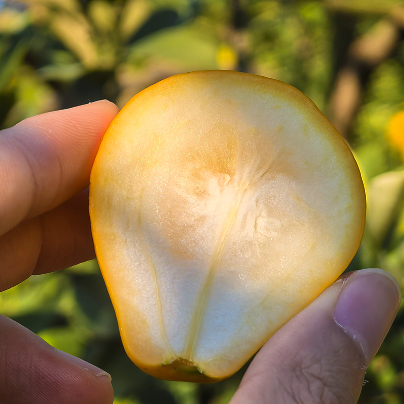 【精品果】正宗脆蜜金柑第三代纯甜融安金桔现摘现发新鲜水果顺丰 - 图3