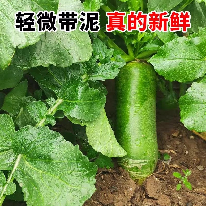 正宗潍坊水果萝卜新鲜生吃青脆甜大冰淇淋水果型胡白特产山东蔬菜,淘宝优惠券,粉丝福利购,淘宝优惠卷