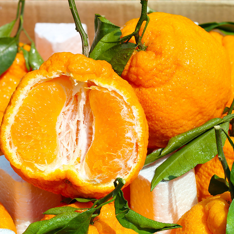 正宗四川不知火丑橘应当季新鲜水果耙丑八怪橘子耙柑桔子整箱包邮