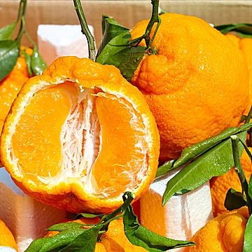 4.5斤四川不知火丑橘，单果70mm+[1元优惠券]-寻折猪