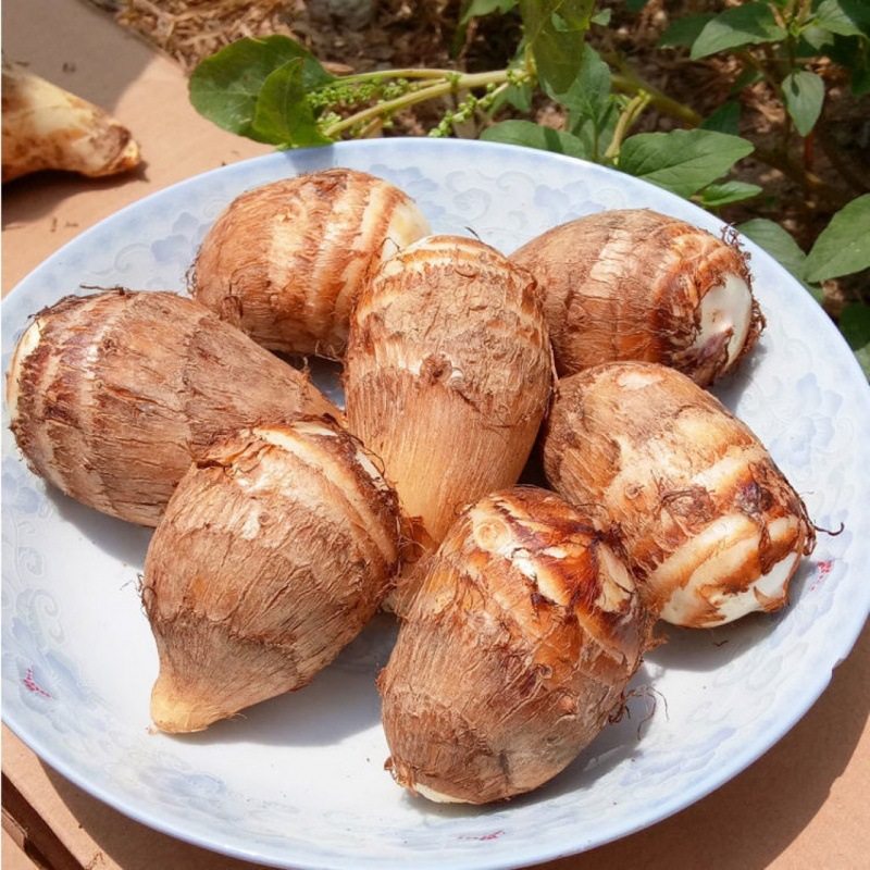 新品牛奶小芋头10斤整箱毛芋头现挖应季蔬菜香芋芋艿批发小芋头,淘宝优惠券,粉丝福利购,淘宝优惠卷