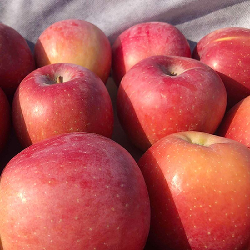 2025年大漠冰糖心丑苹果红富士皮薄香甜脆甜包邮塞外多汁