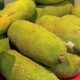 Hainan Yellow Flesh Jackfruit Freshly Picked Whole