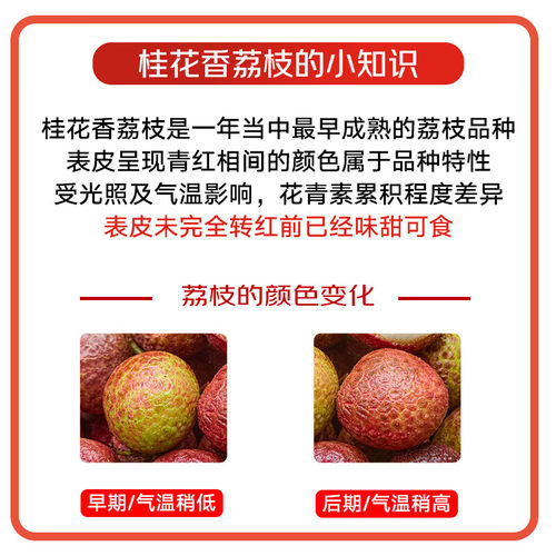【空运现货】海南桂花香荔枝应当季新鲜水果现摘现发整箱礼盒 - 图2