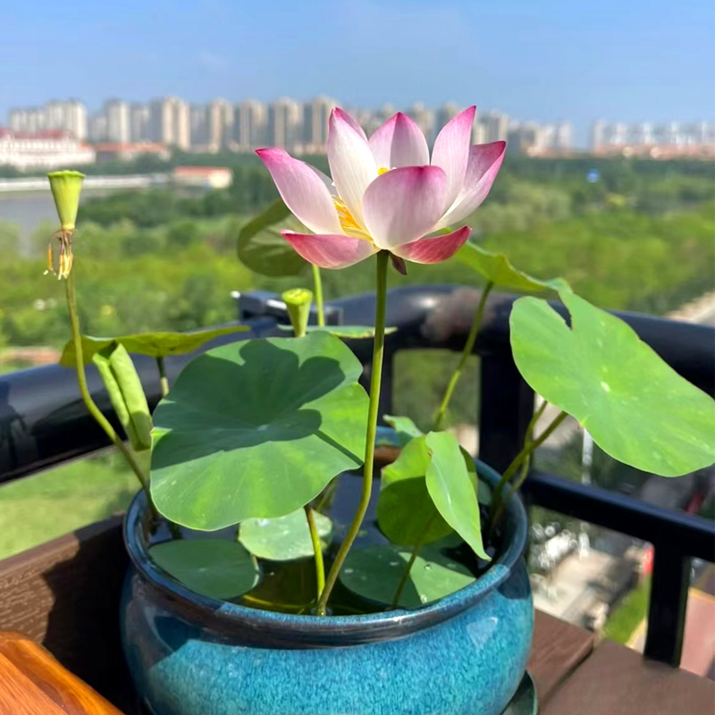 四季开花荷花种子水培植物花卉室内客厅水养莲花好养碗莲睡莲盆栽 - 图1