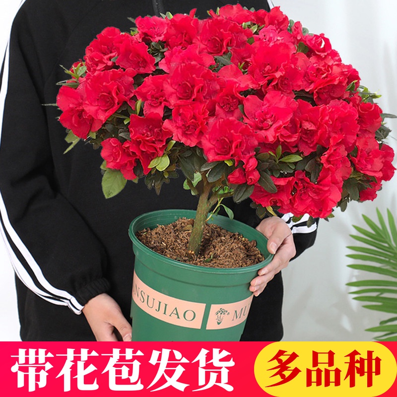 四季杜鹃花盆栽带花苞红杜鹃花树苗老桩长寿花卉室内植物易活好养 - 图0