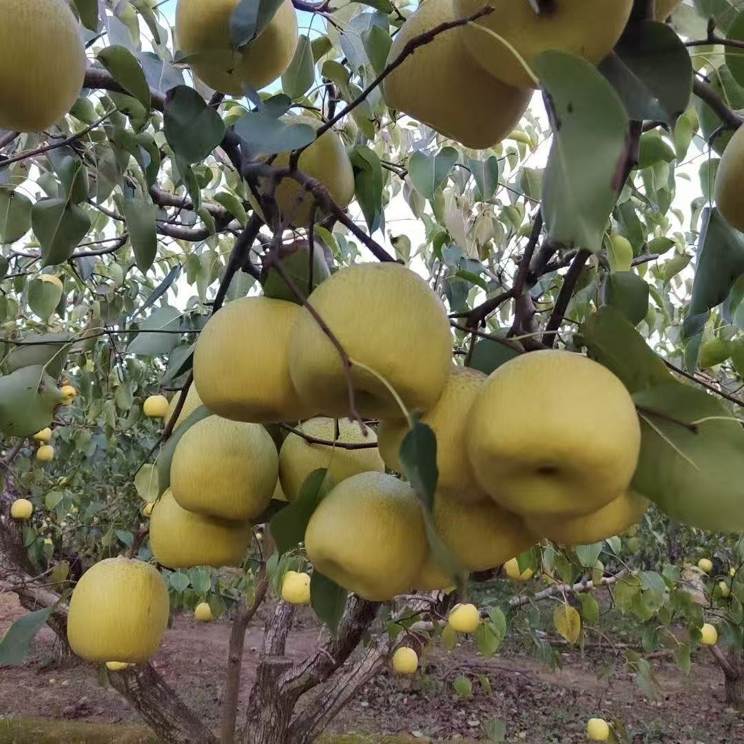 陕西小河酥梨高山酥梨细皮核小脆甜多汁当季新鲜梨子商用