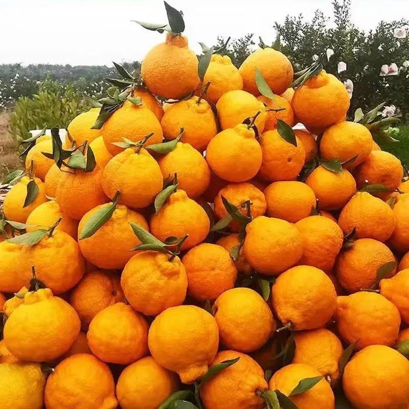 四川正宗丑橘不知火当季新鲜水果丑八怪桔子孕妇大果橘子非耙耙柑