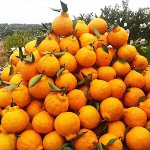 四川正宗丑橘不知火当季新鲜水果丑八怪桔子孕妇大果橘子非耙耙柑
