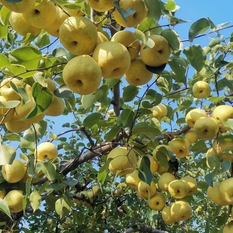 安徽砀山正宗酥梨山梨新鲜水果冰糖雪梨汁烤梨用爆汁鸭梨百年梨树,淘宝优惠券,粉丝福利购,淘宝优惠卷