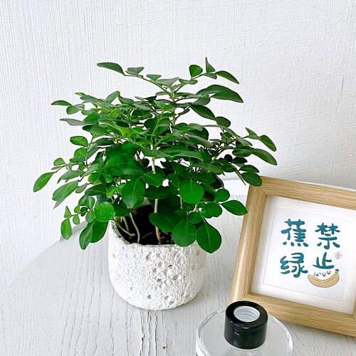 九里香盆栽花卉绿植室内驱蚊四季长绿好养水培观叶植物净化空气 - 图2
