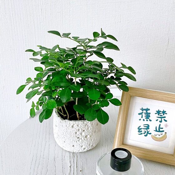 Jiulixiang evergreen potted plant | Thousands of people repurchase