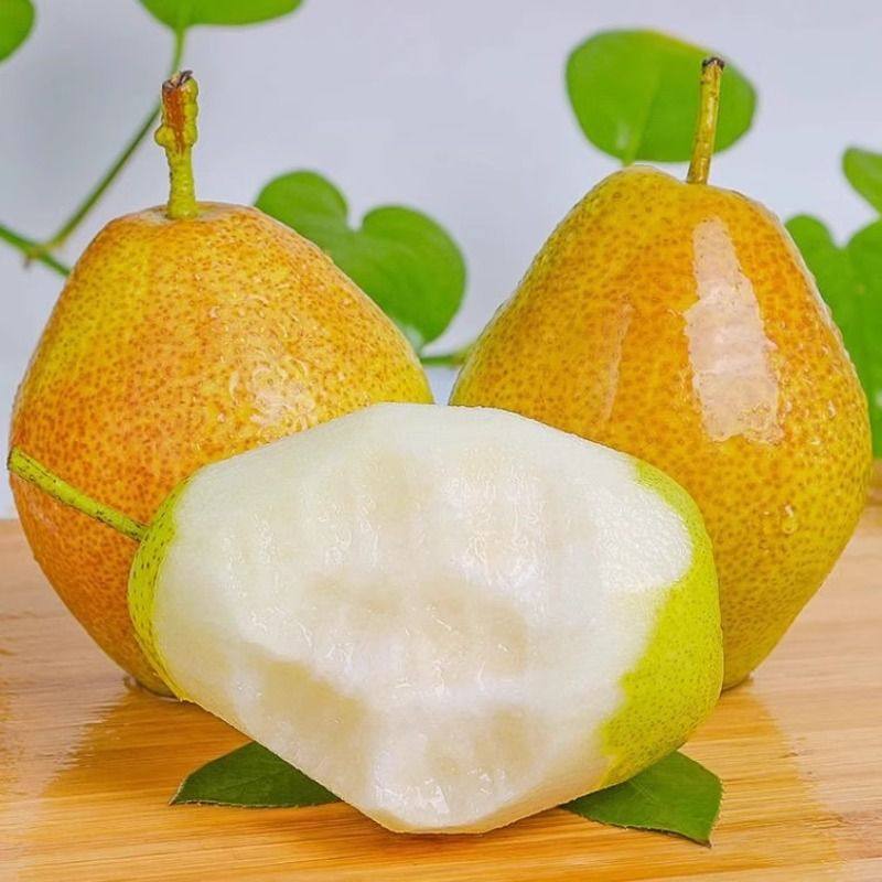 山西红香酥梨10斤当季现摘正宗脆甜梨子酥梨香梨孕妇新鲜水果整箱,淘宝优惠券,粉丝福利购,淘宝优惠卷