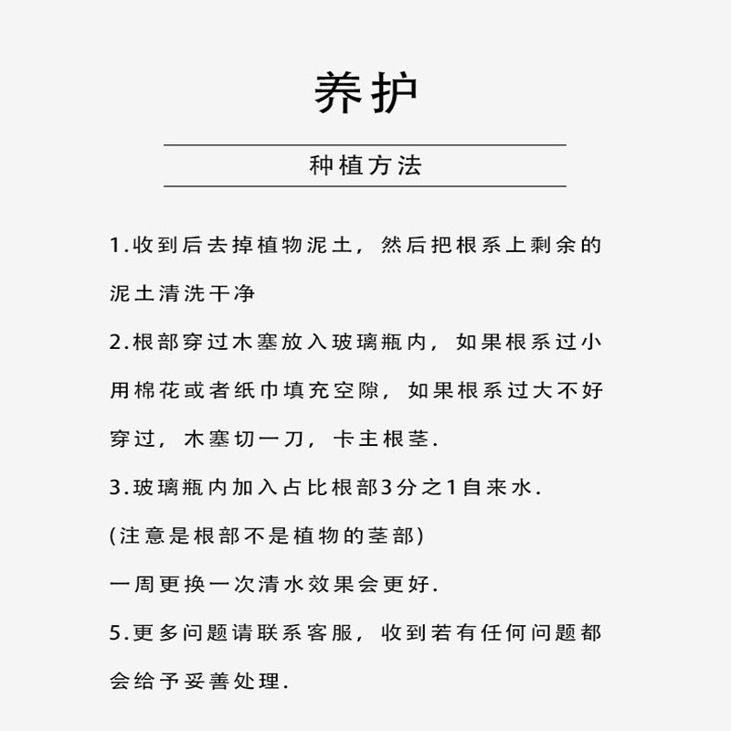 发财树水培植物室内盆栽办公室客厅花卉绿植四季好养老桩桌面盆景