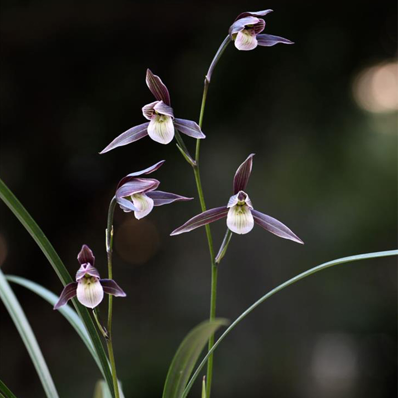 名贵兰花苗 细叶寒兰高档室内好养浓香冬带花苞桌面盆栽绿植花卉 - 图1