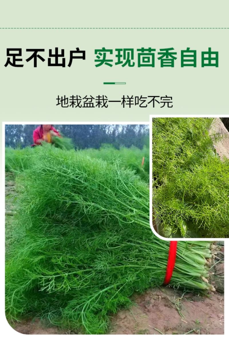 三叉空心菜种子四季青菜籽柳叶大叶籽盆栽蔬菜种雪里红麦菜小叶 - 图2