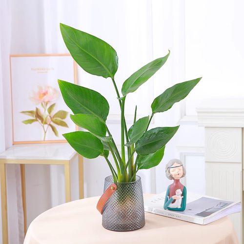 水培天堂鸟盆栽花卉植物室内客厅绿植桌面鹤望兰四季好养活吸甲醛 - 图3