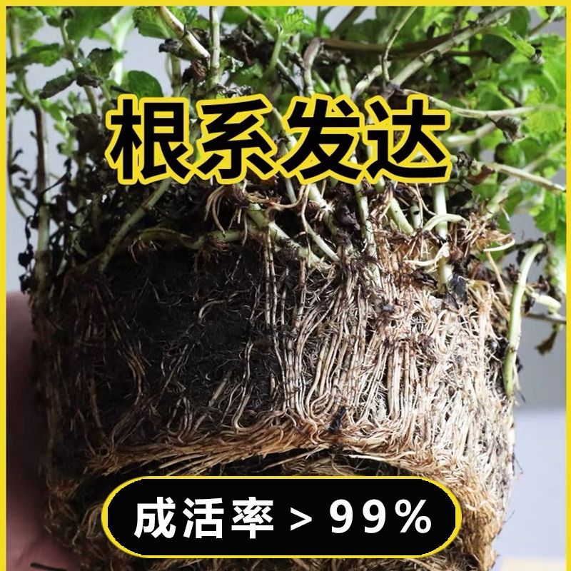 薄荷盆栽可食用大苗驱蚊水培土培绿植室内新鲜花卉客厅摆放植物 - 图2