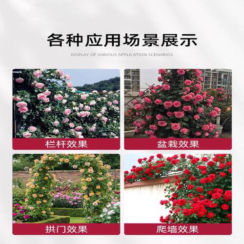 蔷薇花苗爬藤四季开花母系老桩植物耐寒浓香大花地栽盆栽花卉攀爬 - 图1