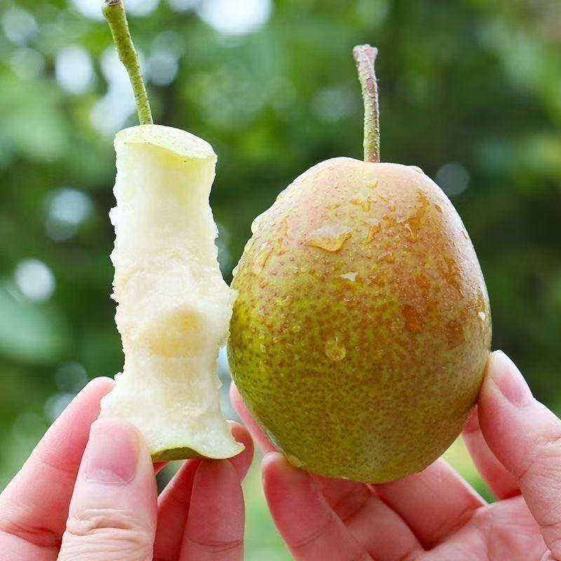 【脆甜多汁】红香酥梨子新鲜当季应季香梨薄皮孕妇水果一整箱批发,淘宝优惠券,粉丝福利购,淘宝优惠卷