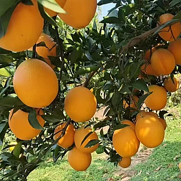 应季新鲜水果甜橙蜜丁香橙9斤[1元优惠券]-寻折猪