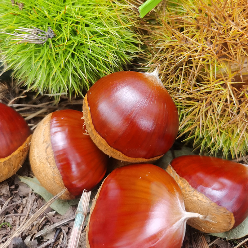 2025新鲜丹东板栗新货生板栗1/3/5斤毛栗子野生大板栗产地批发价 - 图2