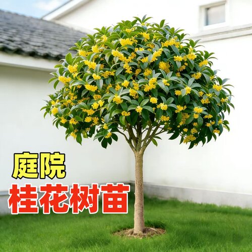 金桂桂花花卉树苗室外大树四季桂老桩庭院八月桂种植别墅地栽绿植 - 图0