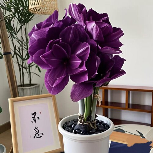 【鸿运当头】朱顶红盆栽年宵花卉室内阳台花开耐寒耐热耐活多年生 - 图0
