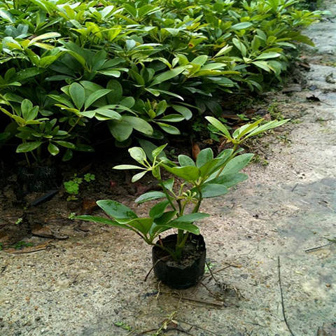 鸭脚木七叶莲室内阳台植物直销净化空气吸收甲醛二手烟驱蚊庭院-图0