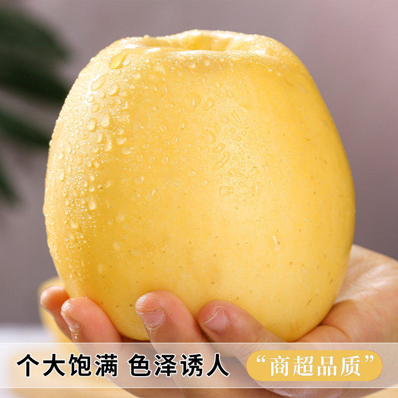 山东烟台黄金奶油富士苹果当季正宗奶油苹果9整箱包邮时令斤鲜果