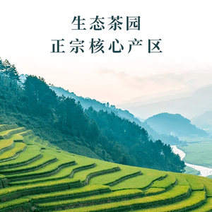 信阳毛尖茶叶2024新茶浓香型散装绿茶批发高山250g袋装原产