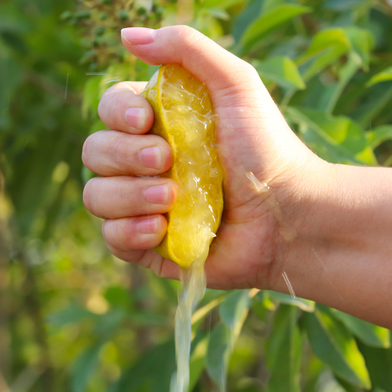 正宗武鸣皇帝柑新鲜果园现摘橘子水果黄帝柑桔子当季整箱8斤包邮 - 图0
