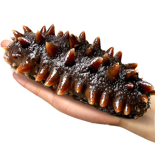 优质即食海参辽刺参即食500g鲜活辽参海生刺参单个真空独立包装