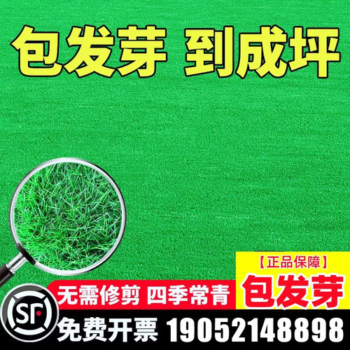 草坪草籽黑麦草子牙根青草皮草籽马尼拉草种籽庭院植物护坡高羊茅 - 图0