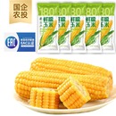 【农投】黄糯玉米280g-350g*8根彩袋装