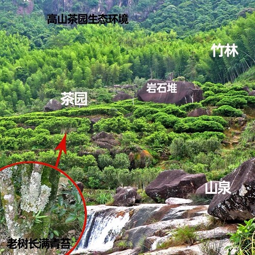 正品官方旗舰店正宗凤凰单丛鸭屎香高山乌龙茶浓香型散装500g新茶 - 图3