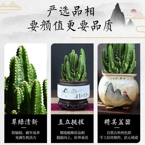万重山盆栽仙人掌多肉植物仙人球好养室内办公室绿植四季新款陶瓷 - 图1