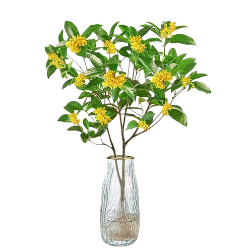 水培四季桂花树苗带花苞盆栽客厅室内植物阳台花卉办公室桌面绿植 - 图3