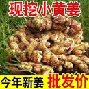 新鲜生姜现挖云南小黄姜4.5斤