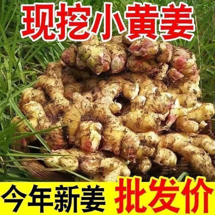 现挖云南小黄姜新鲜生姜高山沙姜土姜辛辣十足蔬菜食用